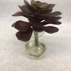 Something Blue Succulent Glass/Plastic Purple Size 5.5" CENTERPIECES