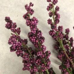 Something Blue Ashland Branch Floral Burgundy Size 31" FLORAL