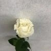 Something Blue Ivory Rose Long Stem 1ct