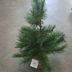 Something Blue Wedding Mudpie Medium Decorative Tree In Burlap