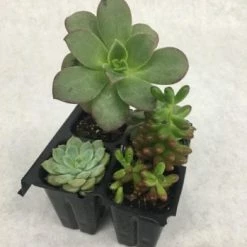Something Blue Wedding Fresh Succulent 4 Pack NEW ARRIVALS