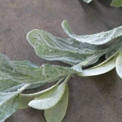 Something Blue Ashland Garland Lamb's Ear Green Size 6ft GARLAND DECOR