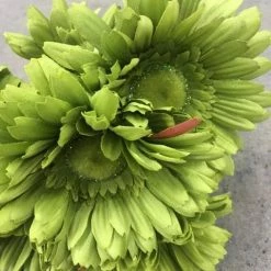 Ashland DECOR 10 Ct 24" Green Gerber Daisy