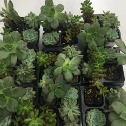 Something Blue Wedding Fresh Succulent 4 Pack NEW ARRIVALS