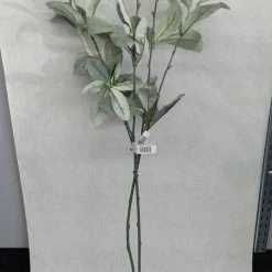 Something Blue Ashland Greenery Greenery Green Size 2 Stem FLORAL