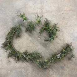 Something Blue Garland Eucalyptus Green/Purple Size 5.5 Ft Sullivan's GARLAND