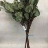 Something Blue Branch Eucalyptus Green Size 5ct FLORAL