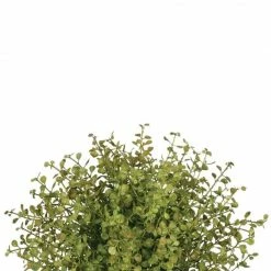 Something Blue Sullivan's 01952ORB 9" Baby Grass Half Orb