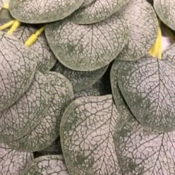 Something Blue Garland Eucalyptus Green Size 6' GARLAND