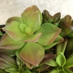 Something Blue Centerpiece Wood Various Greenery Size 4.5