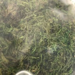 Something Blue Moss Floral Green Size 9oz FLORAL DECOR