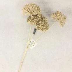 Something Blue Sullivan's Seed Pod Spray Tan