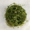 Something Blue Sullivan's Orb Moss Green 6" 02428ORB THE PARLOUR