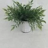 Something Blue Plant Size 7" Greenery Gray/Green CENTERPIECES