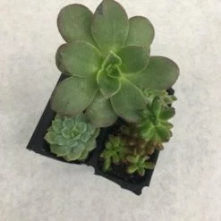 Something Blue Wedding Fresh Succulent 4 Pack NEW ARRIVALS