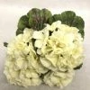 Something Blue Hydrangea Floral Ivory Size 4ct FLORAL