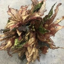 Something Blue Wedding Flowers Glitter/Velvet Brown/Green Size 3ct FLORAL