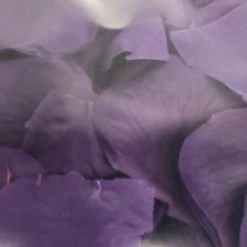 Something Blue Flower Petals Silk Purple Size 3.6oz FLORAL