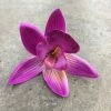 Something Blue 50ct Purple/White/Pink Orchid Head DECOR