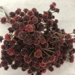 Something Blue DECOR Gypsophila Floral Burgundy Size 5ct FLORAL