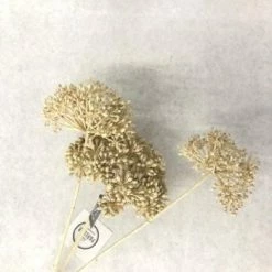 Something Blue Sullivan's Seed Pod Spray Tan