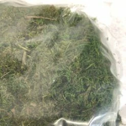 Something Blue DECOR Moss Floral Green Size 6oz FLORAL