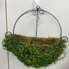 Something Blue Wedding THE PARLOUR Sullivans BK674 Wall Planter Moss Green 15.5"