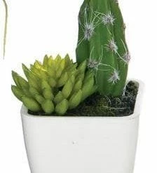 Something Blue Sullivan's 02228POT Succulent Cactus