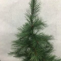 Something Blue Wedding Mudpie Large Decorative Tree In Burlap