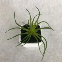 Something Blue Sullivan's Mini Devil's Horn Succulent 02228POT