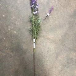 Something Blue Ashland Lavender Floral Lavendar Size 28.5