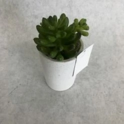 Something Blue Sullivan's 5" Mini Potted Plant Bud 02237PT THE PARLOUR