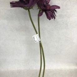 Something Blue Hobby Lobby Daisy Floral Plum Size 2ct FLORAL DECOR