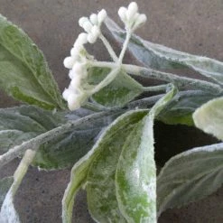 Something Blue Ashland Garland Lamb's Ear Green Size 6 Ft GARLAND DECOR