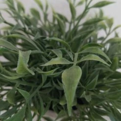 Something Blue Plant Size 7" Greenery Gray/Green CENTERPIECES