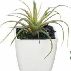 Something Blue THE PARLOUR Sullivan's 02228POT Succulent Airplant