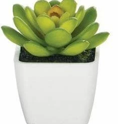 Something Blue Sullivan's 02228POT Succulent Green THE PARLOUR