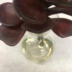 Something Blue Succulent Glass/Plastic Purple Size 5.5