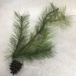 Something Blue Wedding Floral Pine Green/Brown FLORAL